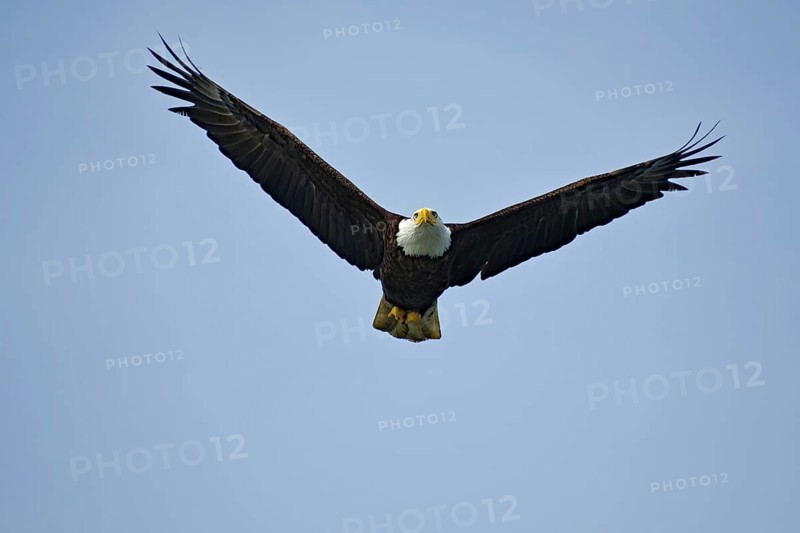 Adult bald eagle in flight