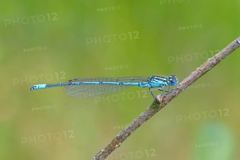 Azure damselfly