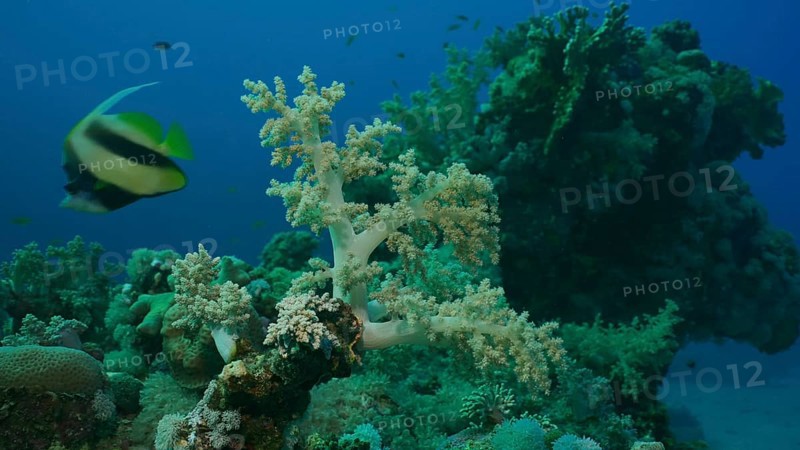 Beautiful coral reef in rays of the morning. Colorful tropical fish swims near soft and hard corasat sunrise. Life on coral reef under sun rays at dawn