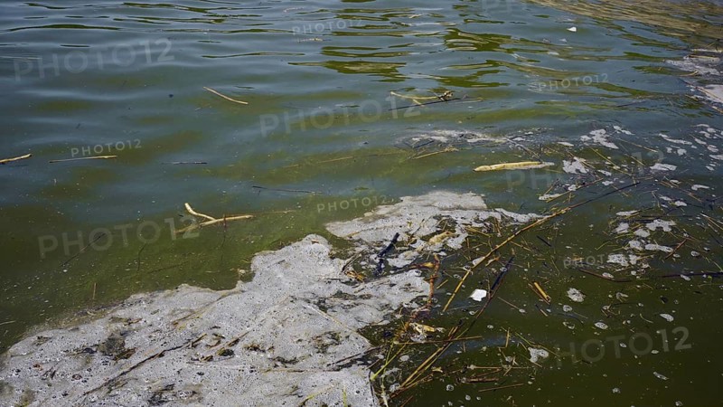 In Black Sea Blue-green algae blooms