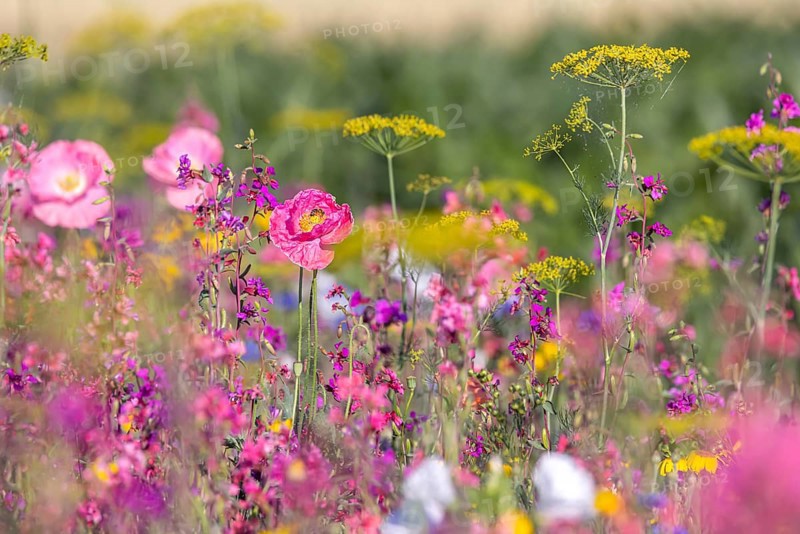 Flowering marginal strips next to agricultural monocultures