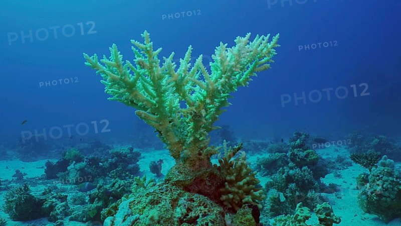 Bleached Hard Table Coral Acropora. Bleaching and death of corals from excessive seawater heating due to climate change and global warming. Decolored corals in Red Sea