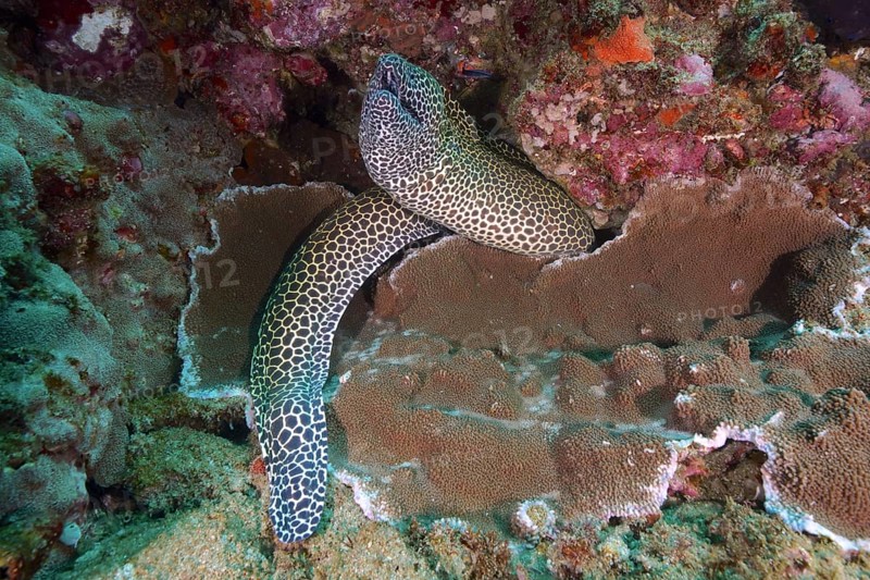 Laced moray
