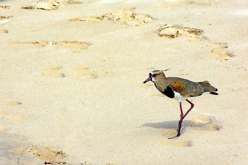 Beautiful Southern Lapwing walking on the beach over the sand in Serra Grande in Bahia