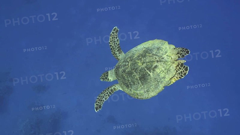 Hawksbill Sea Turtle