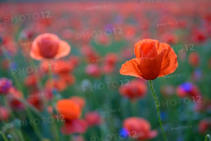 Poppy flowers
