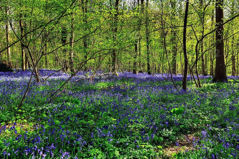 Common bluebell