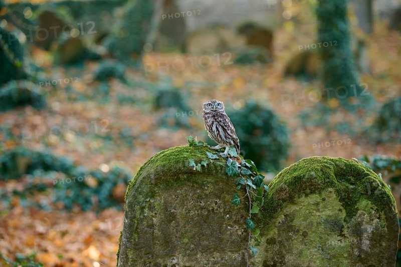 Little Owl