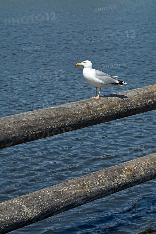European herring gull
