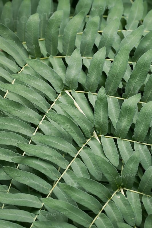 Royal fern