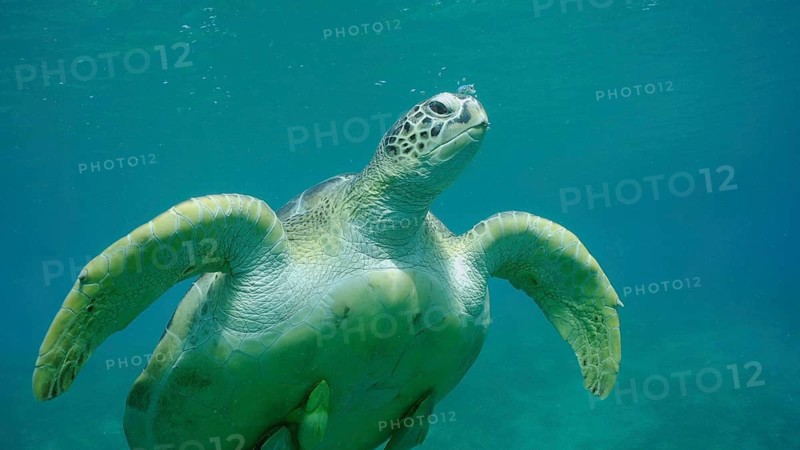 Close-up of Great Green Sea Turtle