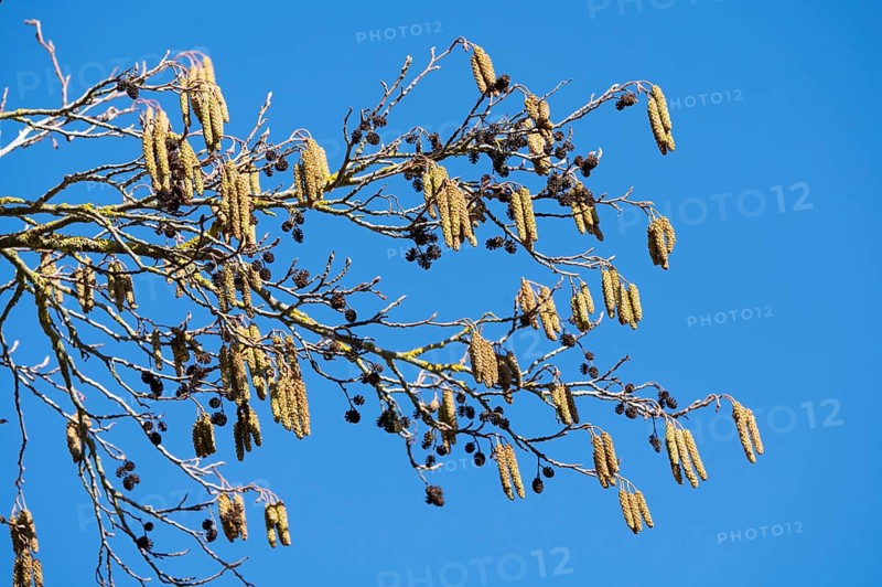 Black alder