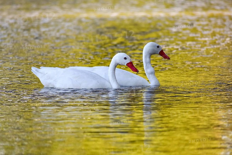 A pair of Coscoroba