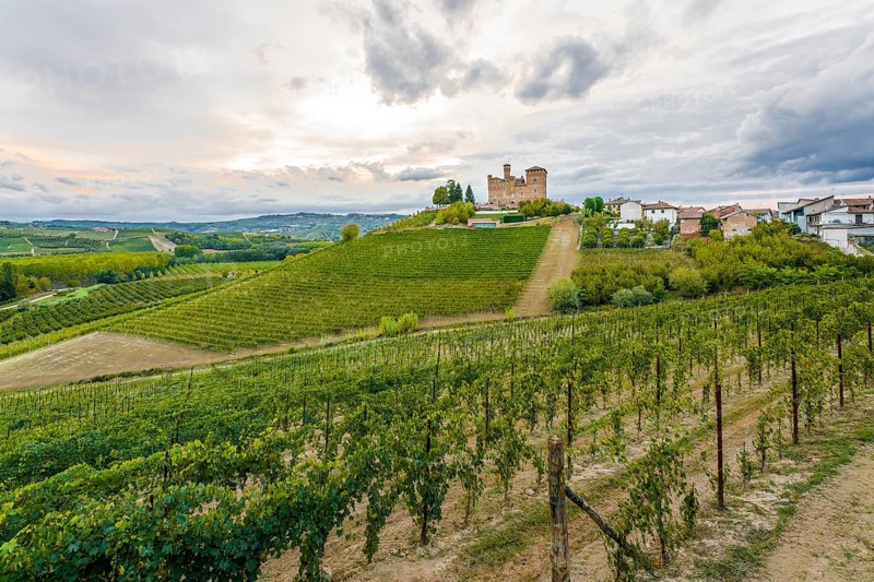 Vineyard in front of the Castello di Grinzane Cavour