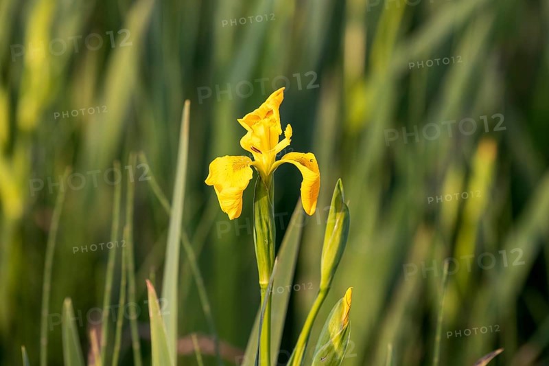 Yellow flag