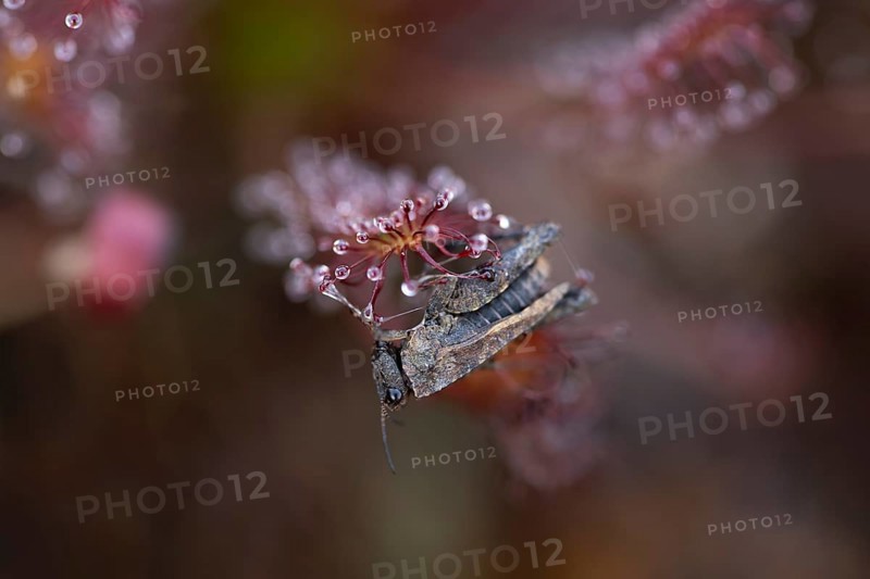 Oblong-leaved sundew
