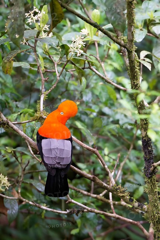 Male Andean cock-of-the-rock