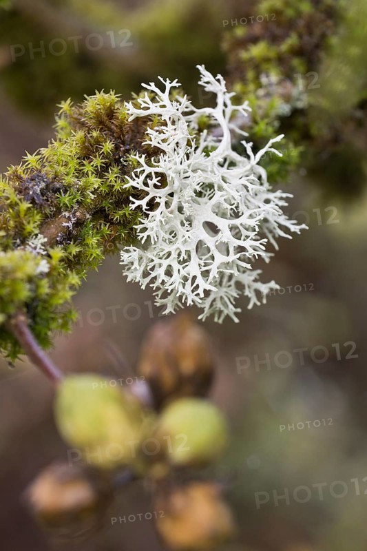 Reindeer lichen