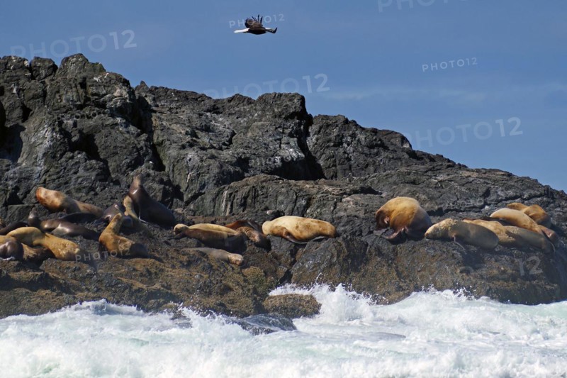 Sea lions on rocks in the surf