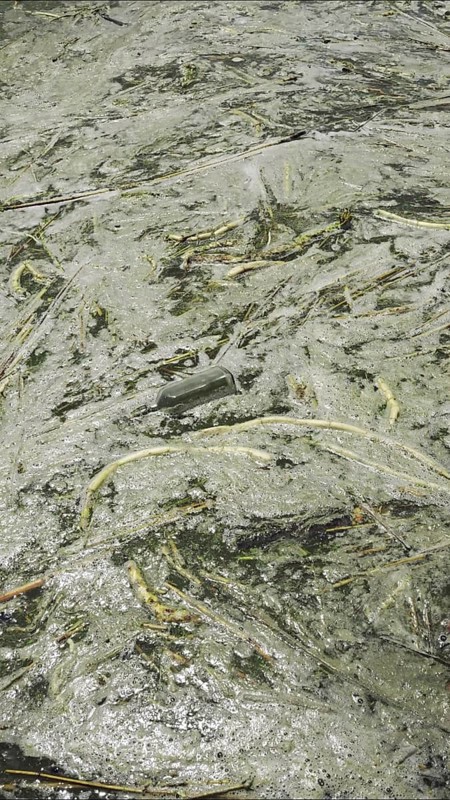In Black Sea Blue-green algae blooms