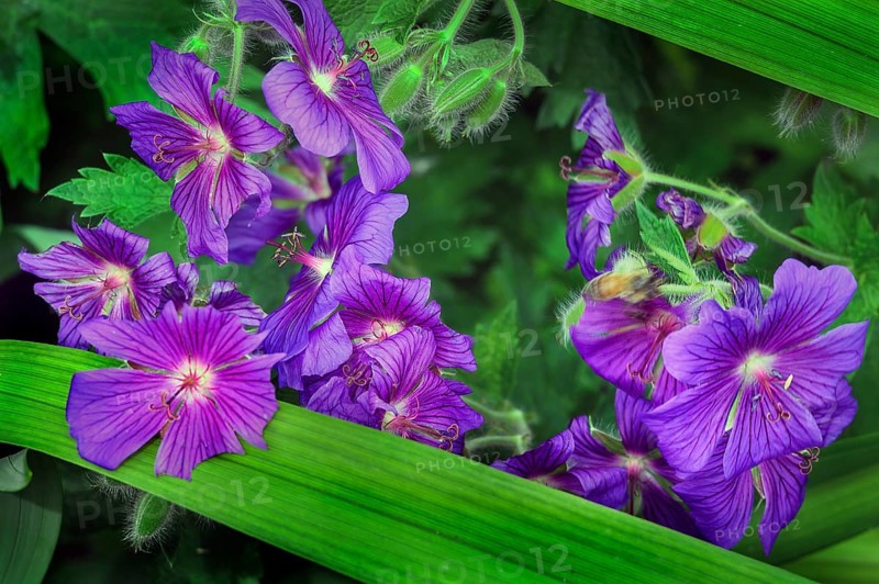 Magnificent cranesbill