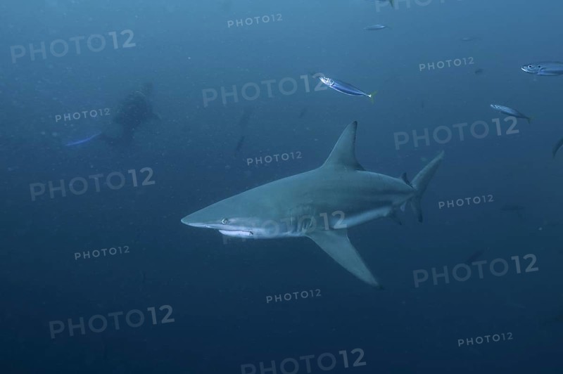 Blacktip shark
