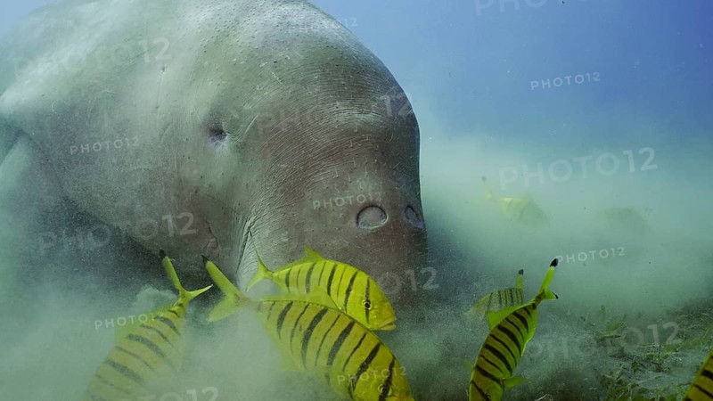 Frontal portrait of Sea Cow