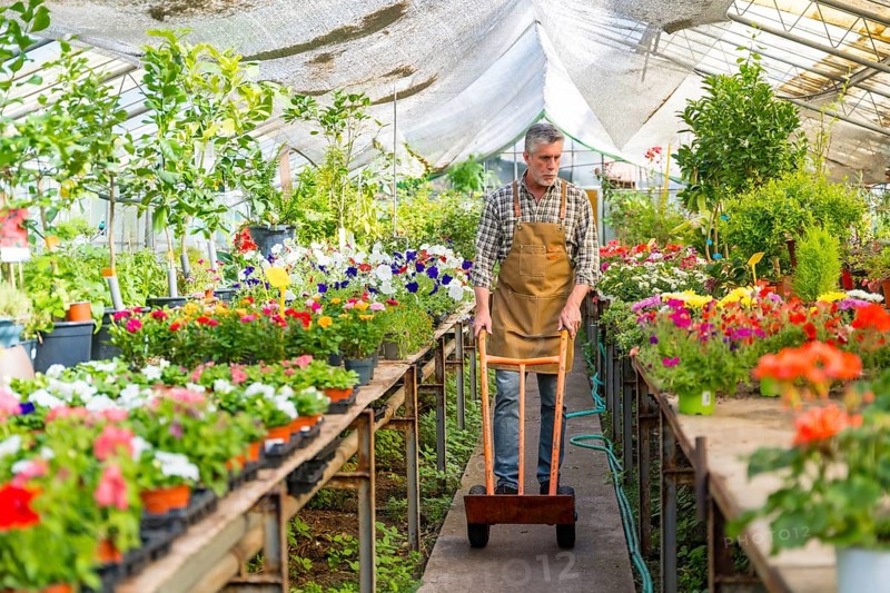 Elderly gardener working in a nursery inside the flower greenhouse with a wheelbarrow