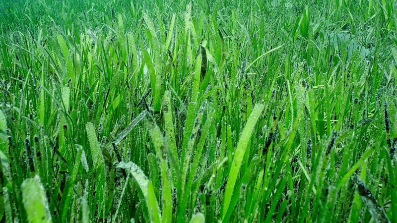 Closeup of seagrass bed covered with Sickle-leaved Cymodocea seagrass