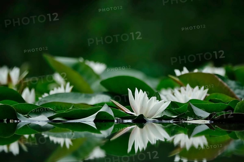 Picturesque white water lilies