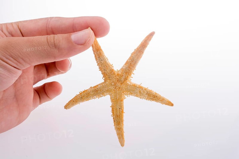 Hand holding a Beautiful orange starfish on a white background