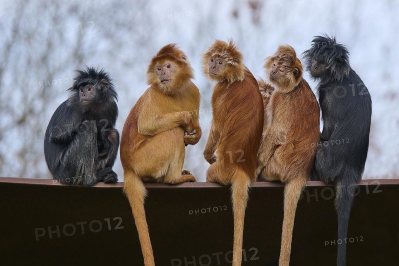Javan lutung