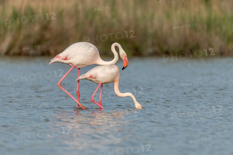 Greater Flamingo