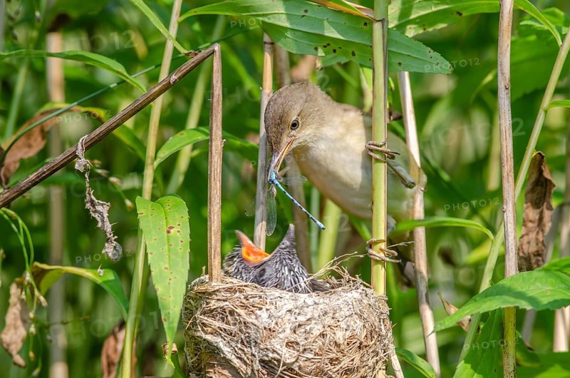 Common Reed Warbler