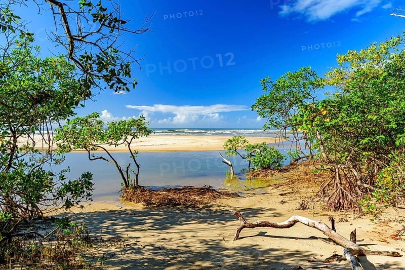 Meeting between the mangrove