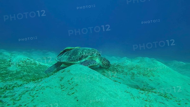 Wide-angle shot of Sea turtle grazing on the seaseabed