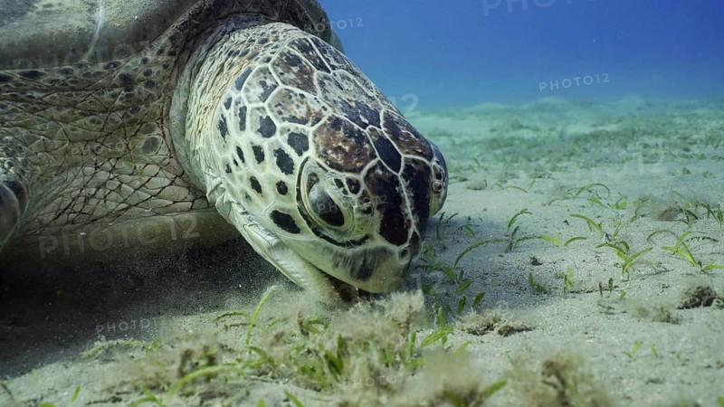 Sea turtle grazing on the seaseabed