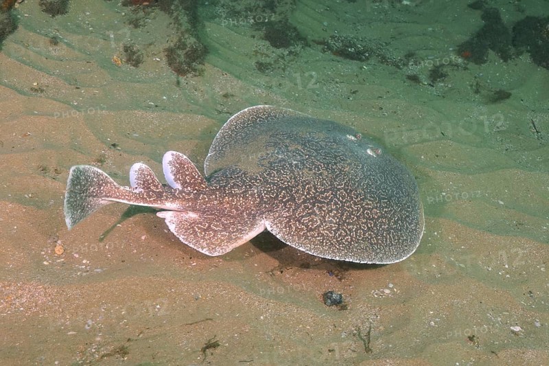 Variable gulf torpedo