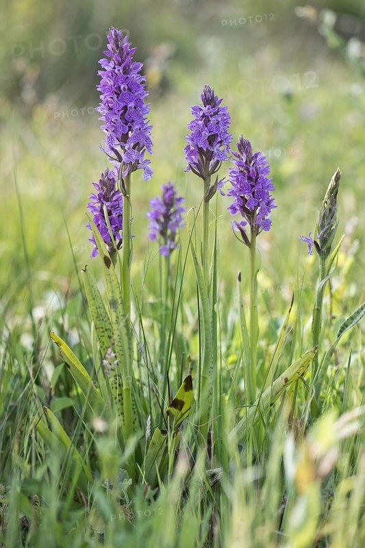Southern marsh orchid