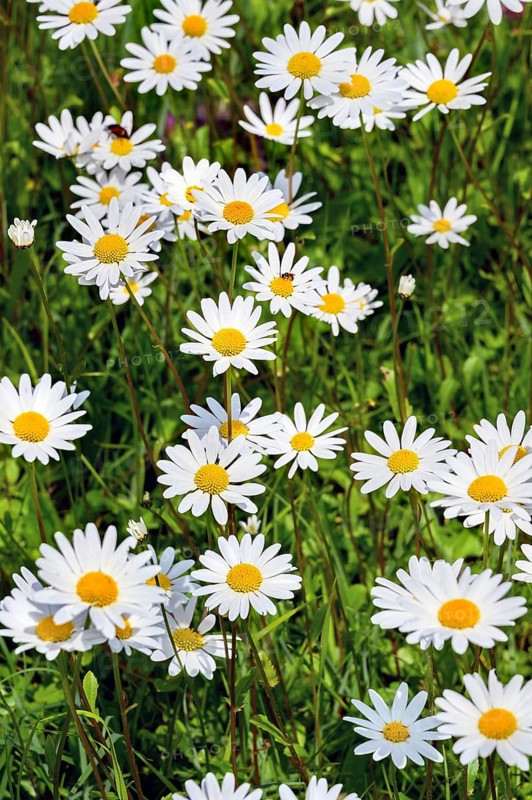 Meagre meadow