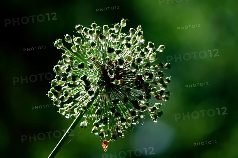 Ornamental garlic