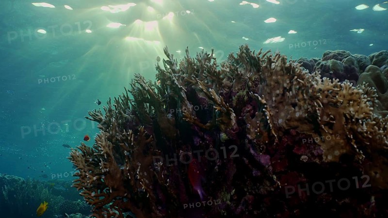 Silhouettes of tropical fish swims next to coral reef on surface water and setting sun background