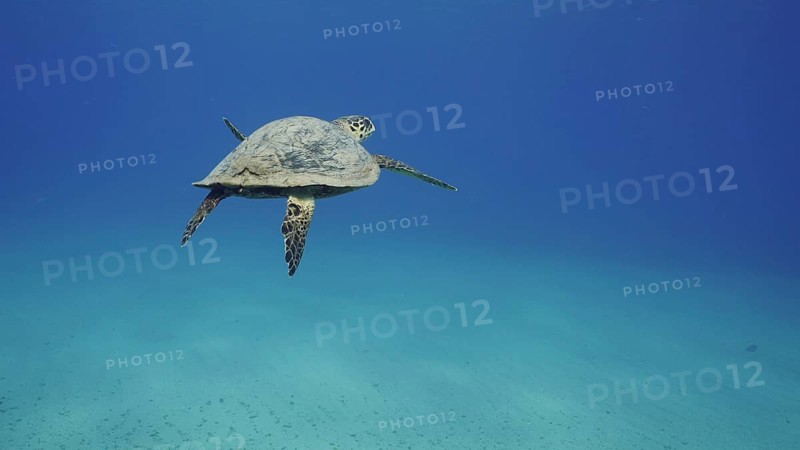 Back view of Hawksbill Sea Turtle