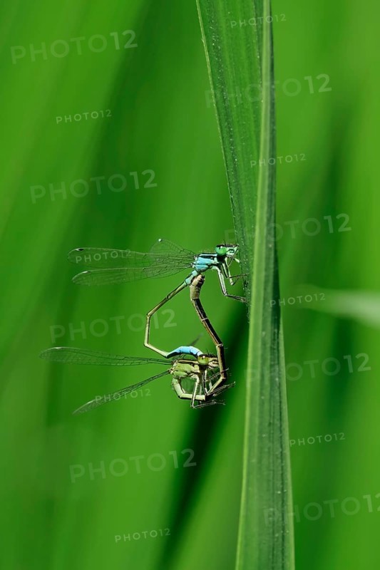 Dragonfly wheel