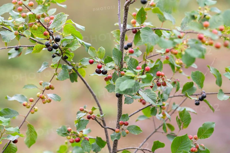 Alder buckthorn