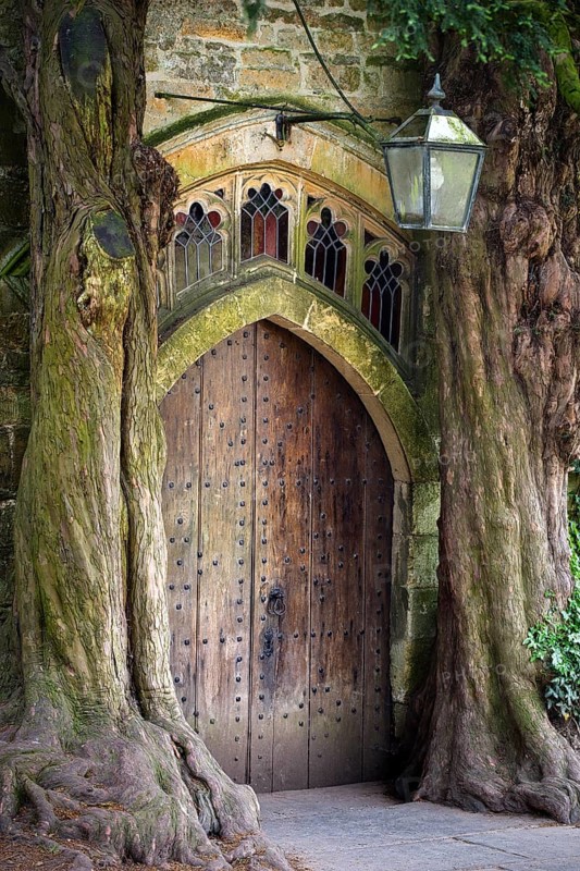 Two old english yew