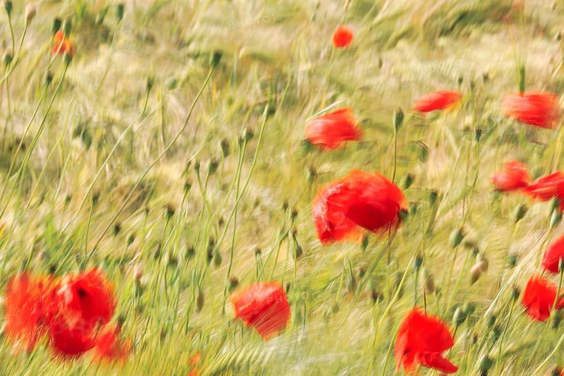 Corn poppy blossom