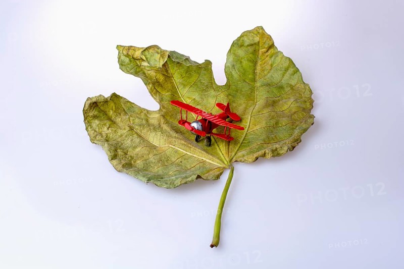Little model airplane on a dry leaf