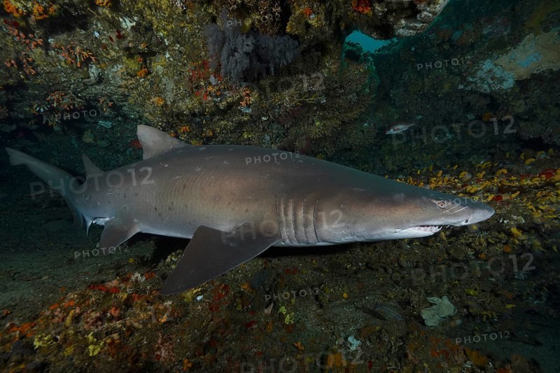 Sand tiger shark