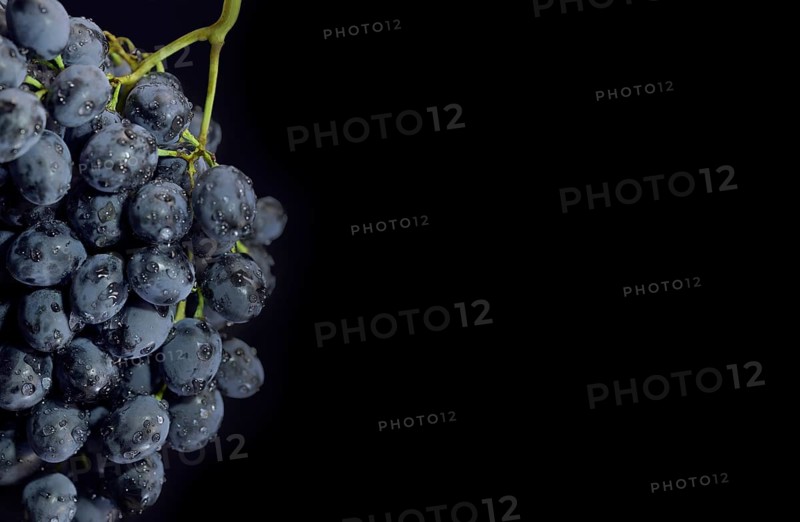 Bunch of ripe dark grape with drops of water isolated on black background